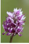 Orchis simia