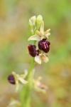 Ophrys aranifera