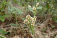 Luzula multiflora