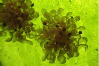 Polypodium interjectum