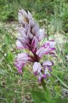 Orchis militaris