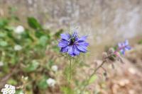 Nigella damascena