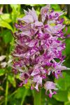 Orchis simia