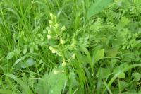 Platanthera chlorantha