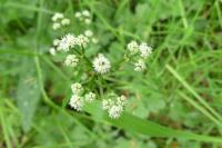 Sanicula europaea