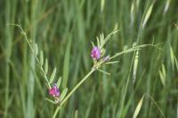Vicia segetalis