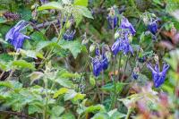 Aconitum bauhinii