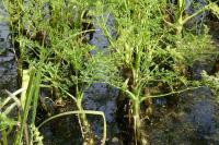 Oenanthe aquatica