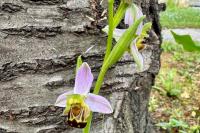 Ophrys apifera