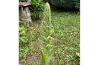 Himantoglossum hircinum