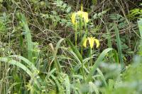 Iris pseudacorus