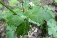 Sanicula europaea