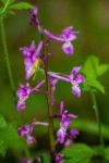 Orchis mascula