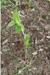 Epipactis helleborine