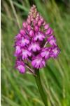 Anacamptis pyramidalis