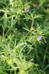 Geranium dissectum