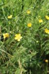 Ranunculus acris