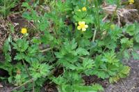 Ranunculus repens