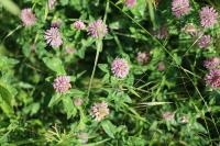 Trifolium pratense