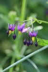 Solanum dulcamara