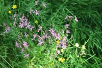 Lychnis flos-cuculi
