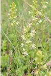 Platanthera chlorantha