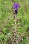 Muscari comosum