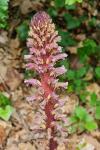 Orobanche hederae