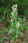 Cephalanthera damasonium