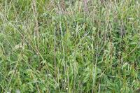 Sanguisorba officinalis