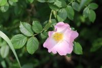 Rosa canina