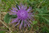 Centaurea