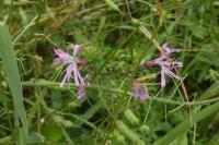 Lychnis flos-cuculi