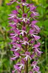 Orchis x angusticruris