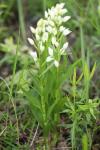 Cephalanthera longifolia