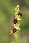 Ophrys aranifera