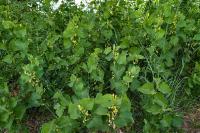 Aristolochia clematitis