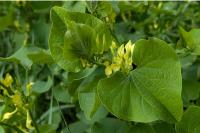Aristolochia clematitis