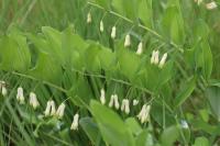 Polygonatum multiflorum