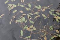 Potamogeton natans