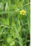 Geum urbanum