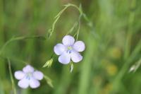 Linum usitatissimum subsp. angustifolium
