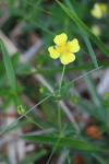 Potentilla erecta