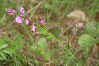 Polygala vulgaris
