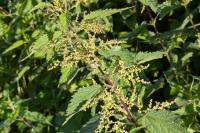 Urtica dioica