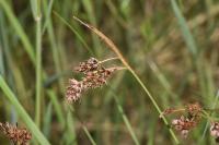 Luzula multiflora