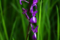 Anacamptis laxiflora