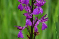 Anacamptis laxiflora