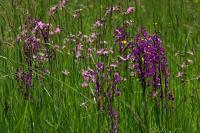 Anacamptis laxiflora