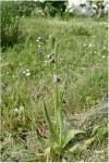 Ophrys apifera